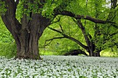 Old Lime trees and a carpet with blooming Ramsons Wild garlic, Allium ursinum in spring at castle Park Putbus, Insel Rügen, Isle of Ruegen, Mecklenburg-Vorpommern, Germany