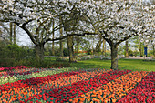 Formal garden design with Springtime flowerbeds of red and orange Tulips and Cherry Trees in background, Keukenhof Gardens, Lisse, Holland, Netherlands.
