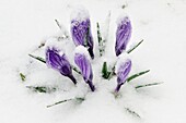 Crocus blossums in late spring snow