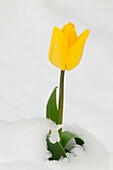 Tulip flowers in spring snowstorm