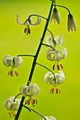 Martagon oder Türkenbundlilie Lilium martagon Weiße Variante