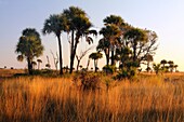 Sabal palms in grassland at sunset