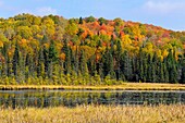 Hillside of colour overlooking beaver pond Algonquin Provincial Park, Ontario