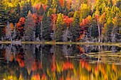 Autumn reflections in Canoe Lake Algonquin Provincial Park, Ontario