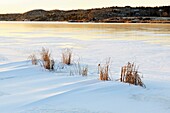 Kelly Lake shoreline with snowdrifts, fresh ice and marsh grasses Greater Sudbury Ontario