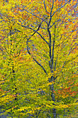 Autumn colour in tupelo trees, Great Smoky Mountains NP, Tennessee, USA.