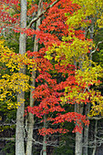 Autumn colour in Cades Cove, Great Smoky Mountains NP, Tennessee, USA.