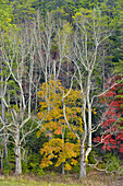 Colourful autumn foliage in Cades Cove, Great Smoky Mountains NP, Tennessee, USA.