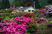 A rhododendron nursery near Tillamook, Oregon, USA.