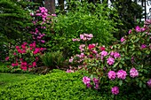 Hendricks Park, Rhododendron Gardens in Eugene, Oregon, USA.