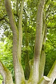 Overgreen oak (Quercus ilex) in garden, Kilkenny Castle was the seat of the Butler family. The first stone castle was begun in 1204 by William Marshall, the site was completed in 1213. Kilkenny, Co. Kilkenny, Ireland