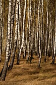 Birch grove Poland