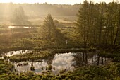 Bialowieza Forest UNESCO World Heritage Site Eastern Poland