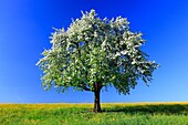 aplle tree in blossom, spring, Switzerland