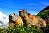 Alpine Marmot, Marmota marmota