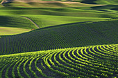 Rolling hills of green wheat fields in the Palouse region of the Inland Empire of Washington.