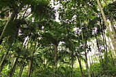 Palms at Palmichal forest, Carabobo, Venezuela