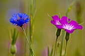 Cornflower (Centaurea cyanus) and Corn cockle (Agrostemma githago), agrestal, weed of cultivation, Bavaria, Germany