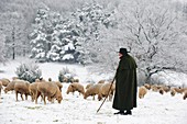 Sheperd with sheep herd in winter, Steigerwald, Bavaria, Germany
