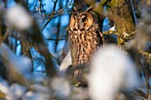 Long-eared owl, perched on a branch near the trunk, hiding during the day, winter, Bavaria, Germany