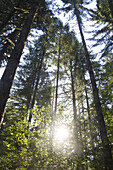 Backlit trees in the Siuslaw National Forest near Florence, Oregon, USA.