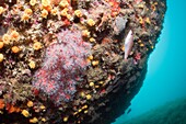 Precious Corals, Corallium rubrum, Cap de Creus, Costa Brava, Spain