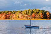 autumn color along a lake in north america with a sailboat at anchor