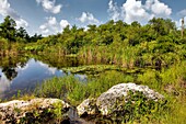 Lake, Big Cypress National Preserve, Florida