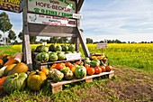 Market stall with lots of pumpkins and squash in Lower Saxony, Germany, Europe