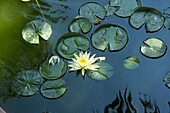 Pond with water lilies floating