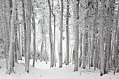 Snow covered forest along the Hancock Loop Trail on the summit of South Hancock Mountain in the White Mountains, New Hampshire USA during the winter months