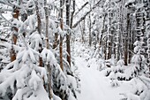 Snow covered forest along the Hancock Loop Trail in the White Mountains, New Hampshire, USA, during the winter months.