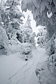 Kinsman Ridge Trail on Cannon Mountain during the winter months in the White Mountains, New Hampshire USA