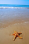 Starfish in a beach