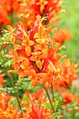 Cape honeysuckle Tecomaria capensis or Bignonia capensis