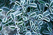 Frozen plant  Piracantha sp