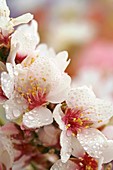 Droplets on almond tree flowers Prunus amygdalus or communis