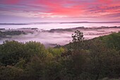 Misty Dawn on the South Downs nr Elsted West Sussex