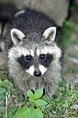 Raccoon Procyon lotor, baby animal feeding on ground, Germany