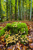 Collybia confluens mushrooms. Irati Forest. Navarre, Spain. Europe.