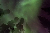 Aurora Borealis Northern Polar Lights over the boreal forest outside Yellowknife, Northwest Territories, Canada, MORE INFO The term aurora borealis was coined by Pierre Gassendi in 1621 from the Roman goddess of dawn, Aurora, and the Greek name for north 