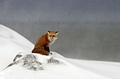 Adult Red Fox Vulpes vulpes near Churchill, Manitoba, Canada along the shores of Hudson Bay