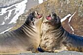 Male southern elephant seal Mirounga leonina pups mock fighting on South Georgia Island in the Southern Ocean  MORE INFO The southern elephant seal is not only the most massive pinniped but also the largest member of the order Carnivora to ever live  The 