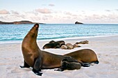 Galapagos sea lion Zalophus wollebaeki pup nursing in the Galapagos Island Archipelago, Ecuador  MORE INFO The population of this sea lion fluctuates between 20,000 and 50,000 individuals within the Galapagos, depending on food resources and events such a