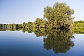 The Forest of Gemec Gemenci - Erdoe, during morning at lake Harmas - zatonye, in the Danube - Drava national Park is the largest riparien forest and the largest wetlands of the hungarian Danube  It is a dense forest of poplar, willow, oak and ash  Hiking 