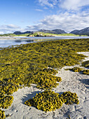 Isle of Lewis, part of the island Lewis and Harris in the Outer Hebrides of Scotland. The Uig Bay ( Traigh Uuige) with bladder wrack (Fucus vesiculosus). Europe, Scotland, July.