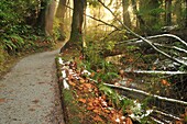 Beaver Lake Trail, Stanley Park, Vancouver, British Columbia, Canada