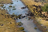 Aerial view of herd of African buffalos or Cape buffalo (Syncerus caffer), crossing the floodplain. Okawango Delta, Botswana. The Okavango Delta is home to a rich array of wildlife. Elephants, Cape buffalo, hippopotamus, impala, zebras, lechwe and wildebe