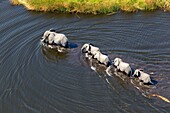 Aerial view of African Elephants (Loxodonta africana), crossing the river, Okavango Delta, Botswana. The Okavango Delta is home to a rich array of wildlife. Elephants, Cape buffalo, hippopotamus, impala, zebras, lechwe and wildebeest are just some of the 
