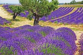 Lavender field, France, Provence, Valensole